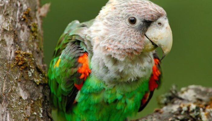The Stunning Cape Parrot: Complete Care & Info Guide
