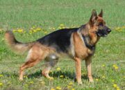 Everything About German Shepherds: Facts, Behavior & Care