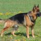 Everything About German Shepherds: Facts, Behavior & Care
