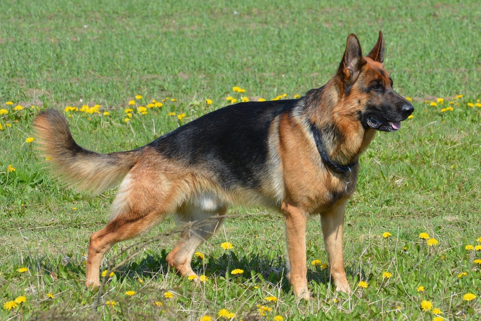 Everything About German Shepherds: Facts, Behavior & Care