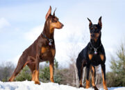 Doberman Pinscher in 2025 Everything You Need to Know Before Getting One