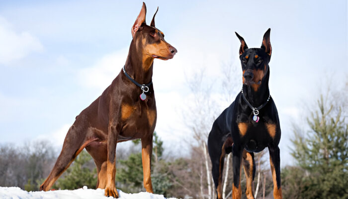 Doberman Pinscher in 2025 Everything You Need to Know Before Getting One