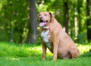 Labrador Retriever 2025 Guide: All You Need to Know