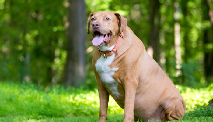 Labrador Retriever 2025 Guide: All You Need to Know