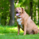 Labrador Retriever 2025 Guide: All You Need to Know