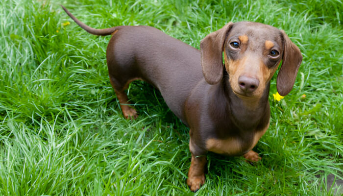 Ultimate Dachshund Guide For New Dog Owners