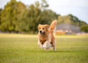 Golden Retriever The Ultimate Guide to the World’s Most Lovable Dog