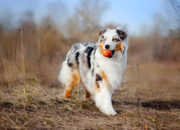 Is the Australian Shepherd Right for You? Full Guide