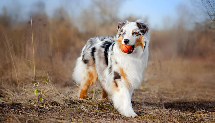 Is the Australian Shepherd Right for You? Full Guide