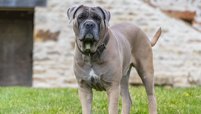 Mastiff Dog The Ultimate Giant Guardian Breed Guide (2025)