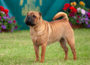 Shar-Pei Dog: Full Guide 2025 – Traits, Grooming, Health & Training