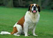 Saint Bernard Dog: The Ultimate Breed Guide (2025 Edition)