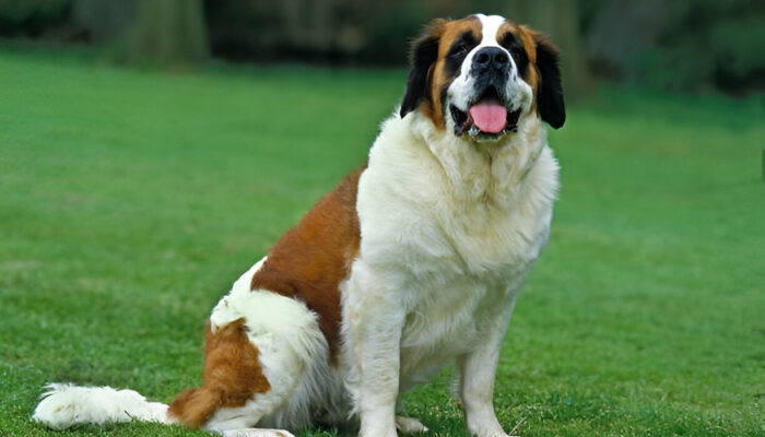 Saint Bernard Dog: The Ultimate Breed Guide (2025 Edition)