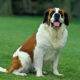 Saint Bernard Dog: The Ultimate Breed Guide (2025 Edition)