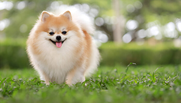How to Train and Groom a Pomeranian Dog for a Healthy Life