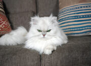 Persian Cat The Ultimate Guide to the Elegant Feline