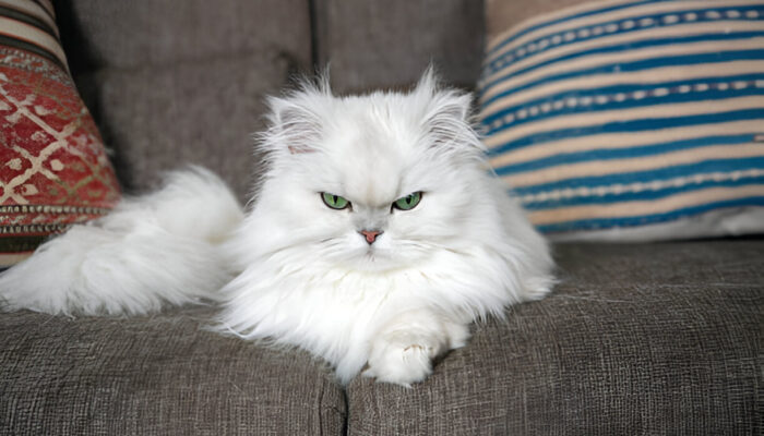 Persian Cat The Ultimate Guide to the Elegant Feline