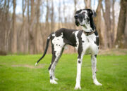 Great Dane Guide Learn Everything You Need to Know (2025 Edition)