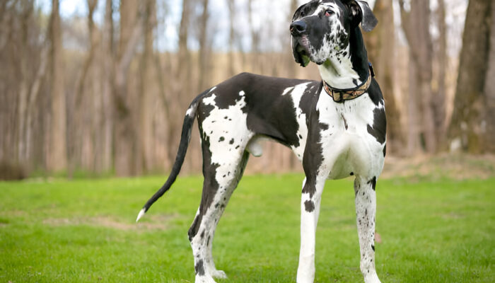 Great Dane Guide Learn Everything You Need to Know (2025 Edition)