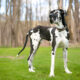 Great Dane Guide Learn Everything You Need to Know (2025 Edition)