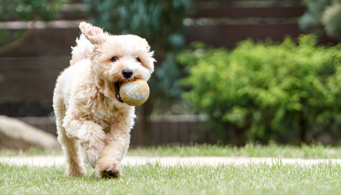 Miniature Poodle – Complete Dog Breed Guide