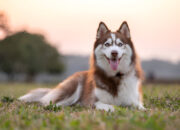 Siberian Husky The Majestic and Energetic Dog Breed (2025)