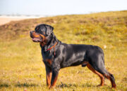 The Ultimate Rottweiler Owner’s Guide History, Health, Training & More
