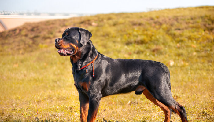 The Ultimate Rottweiler Owner’s Guide History, Health, Training & More