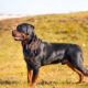 The Ultimate Rottweiler Owner’s Guide History, Health, Training & More