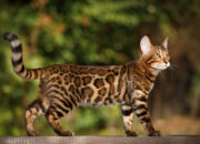 Bengal Cat Full Guide 2025 Exotic, Smart & Stunning Pet