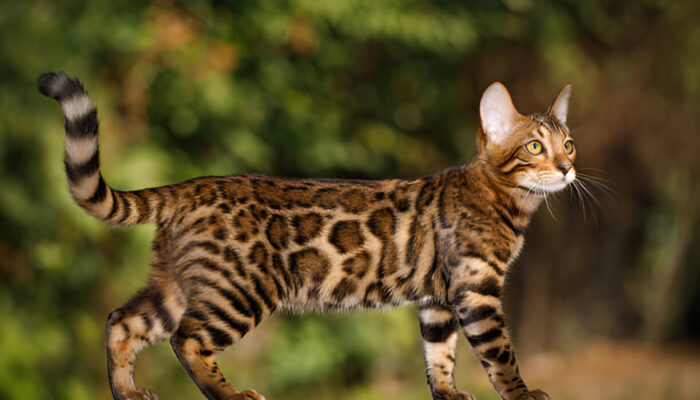Bengal Cat Full Guide 2025 Exotic, Smart & Stunning Pet