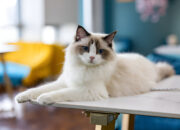 Ragdoll Cats All You Need to Know Before Adopting