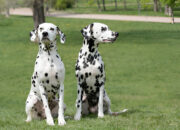 Dalmatian Dogs in 2025 Everything You Need to Know About This Spotted Breed