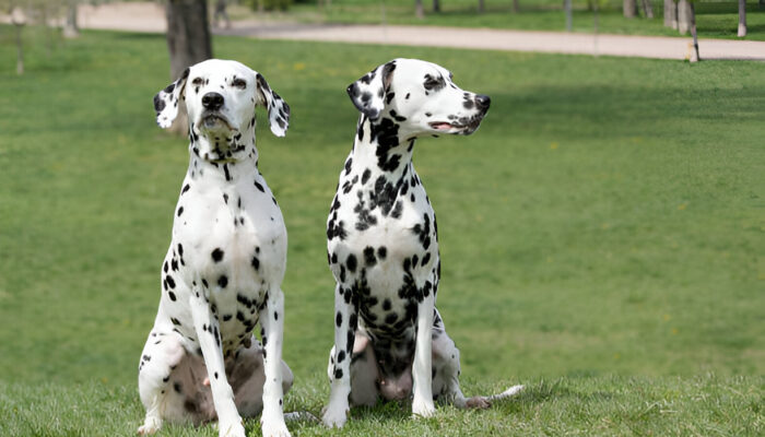 Dalmatian Dogs in 2025 Everything You Need to Know About This Spotted Breed