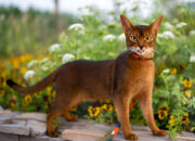 Your Guide to Abyssinian Cats: Love, Life & Looks