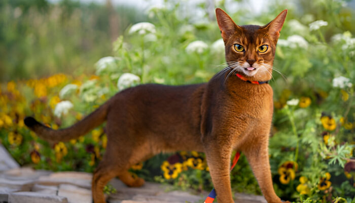 Your Guide to Abyssinian Cats: Love, Life & Looks