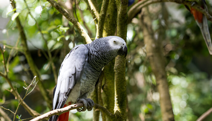 Master Guide To Grey Parrots For New Owners (2025)
