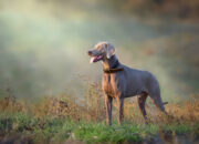 Complete Guide to the Weimaraner Dog in (2025)