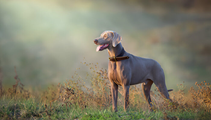 Complete Guide to the Weimaraner Dog in (2025)