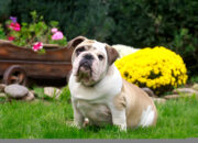 Bulldog Breed  Full Guide 2025 Characteristics, Care, Health & More