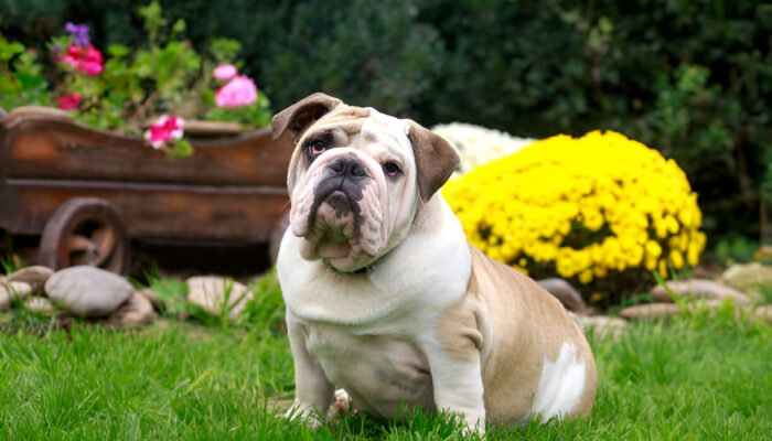 Bulldog Breed  Full Guide 2025 Characteristics, Care, Health & More