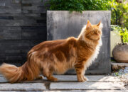 Maine Coon Cat History Personality & Care – What You Need to Know
