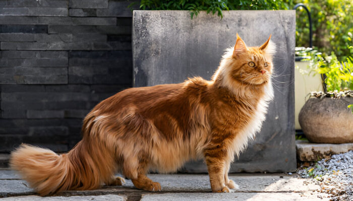 Maine Coon Cat History Personality & Care – What You Need to Know