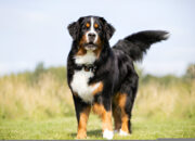 Bernese Mountain Dog: The Ultimate Guide to a Gentle Giant
