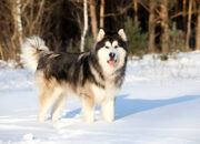 The Ultimate Alaskan Malamute Guide Everything You Need to Know (2025 Edition)