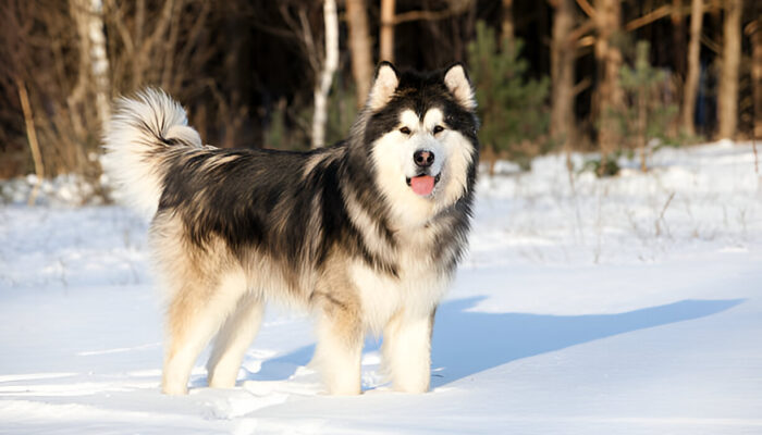 The Ultimate Alaskan Malamute Guide Everything You Need to Know (2025 Edition)