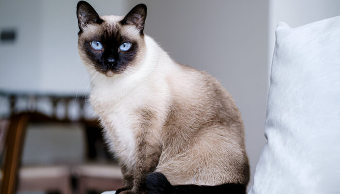 A Complete 2025 Owner’s Guide to the Siamese Cat Breed