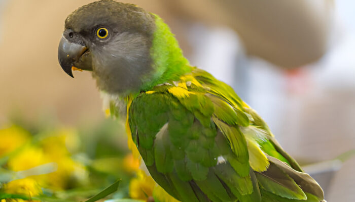 Complete Guide to Senegal Parrot Care at Home