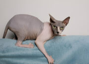 Sphynx Cat Complete Guide to the Hairless Breed