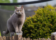 How to Care for Your British Shorthair Cat